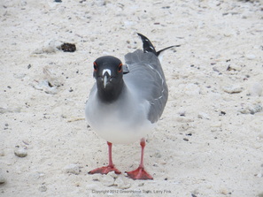 Galapagos Seagull,Bird,http://greenhometools.com