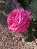 General and Organic Gardening,Pink Rose,Gardening Supplies