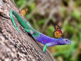 Lizard with Butterfly